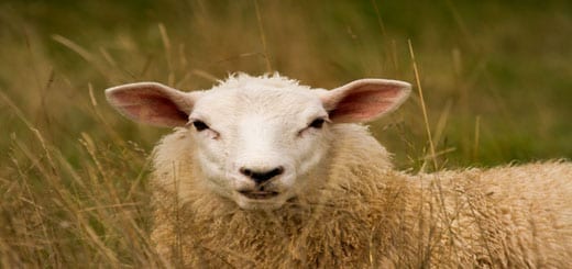 sheep - خروف