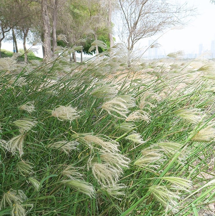 Featherfinger grass