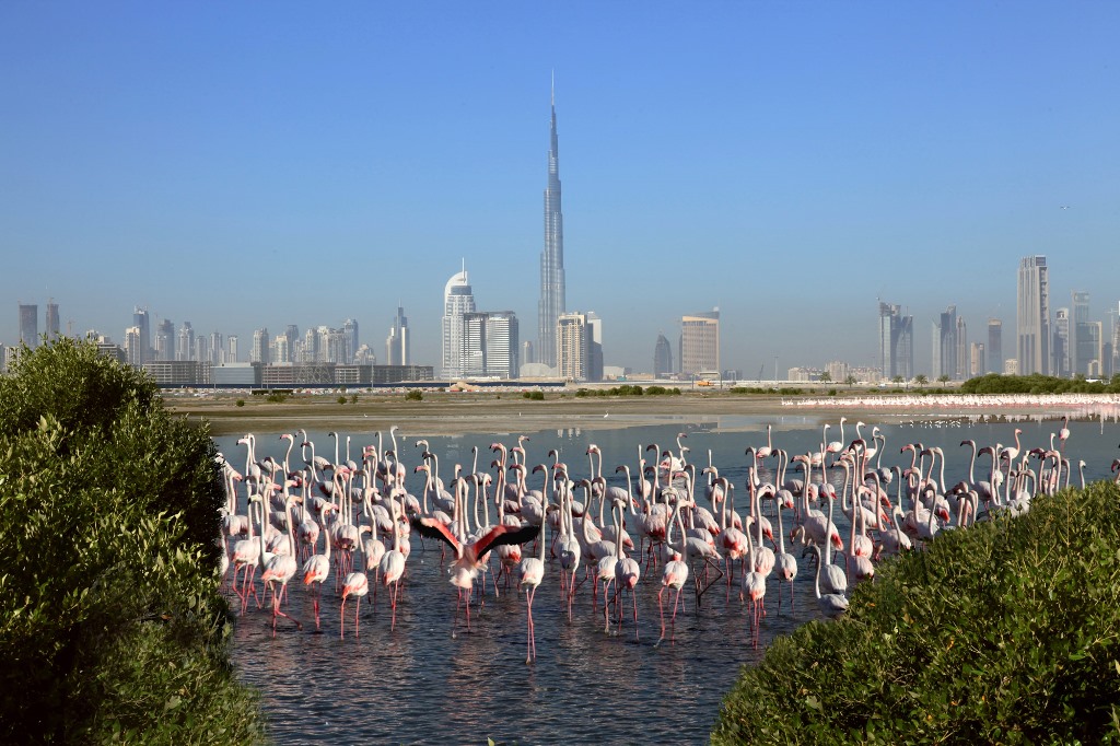 Ras Al Khor Wildlife Sanctuary