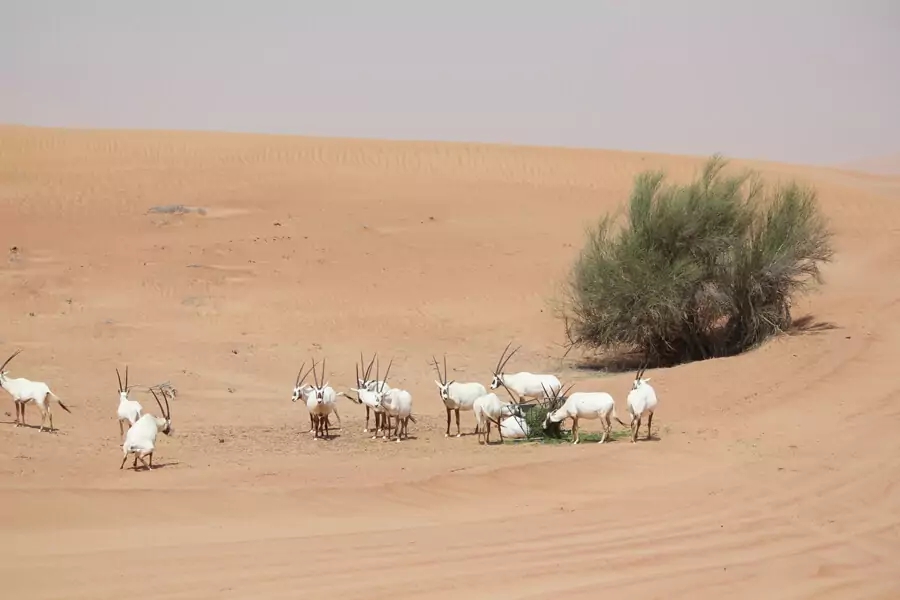 Dubai Desert Conservation Reserve - محمية دبي الصحراوية